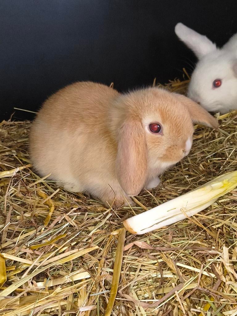 Prachtige NHD dwergkonijn tjes, Dieren en Toebehoren, Konijnen, Meerdere dieren, Dwerg, Hangoor, 0 tot 2 jaar