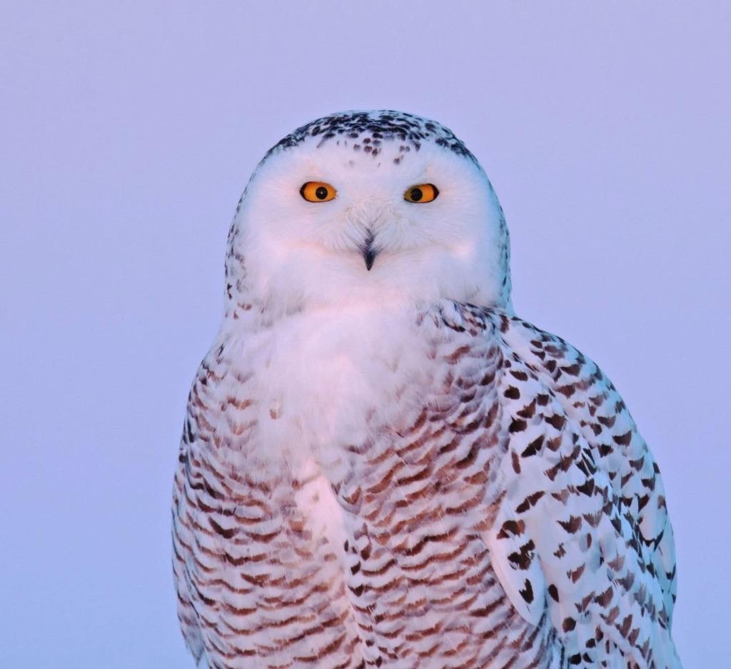 tutorat en mathématiques, néerlandais,..., À partir de 10 ans