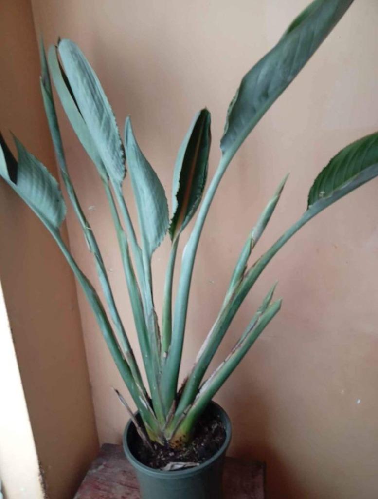 Strelitzia, Maison & Meubles, Enlèvement