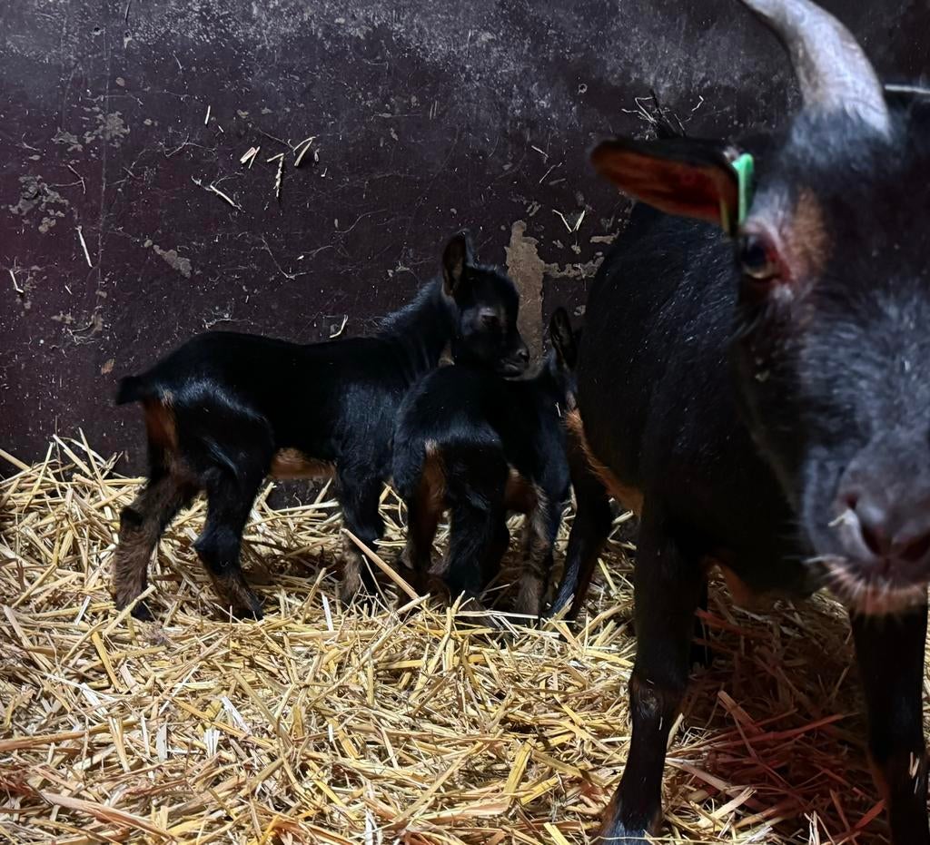 Prachtige Black and tan dwerggeitenbokjes!!, Dieren en Toebehoren, Mannelijk, Geit, 0 tot 2 jaar