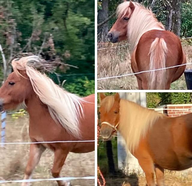 Magnifique jument shetland 12 ans