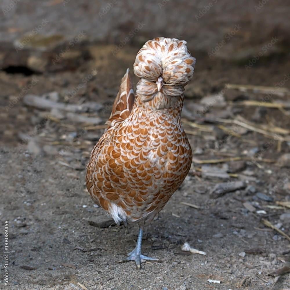 Padua krielkippen jonge hennen beschikbaar, Animaux & Accessoires, Volatiles, Poule ou poulet, Femelle
