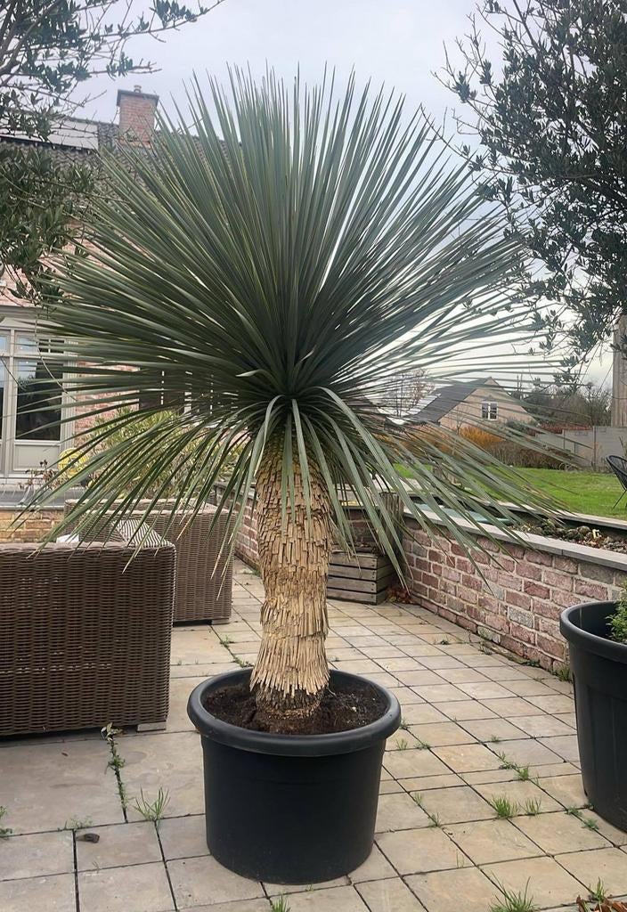 Yucca rostrata!, Ophalen