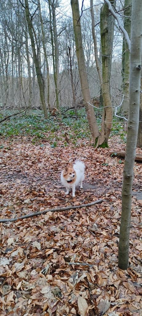 Cherche personne pour garder un petit chien, Mars