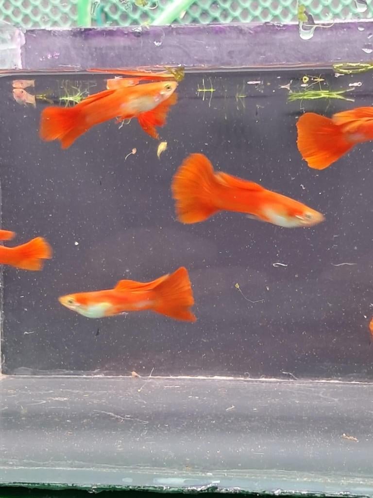 Full red flamingo sword tail guppen., Vis, Zoetwatervis, Schoolvis