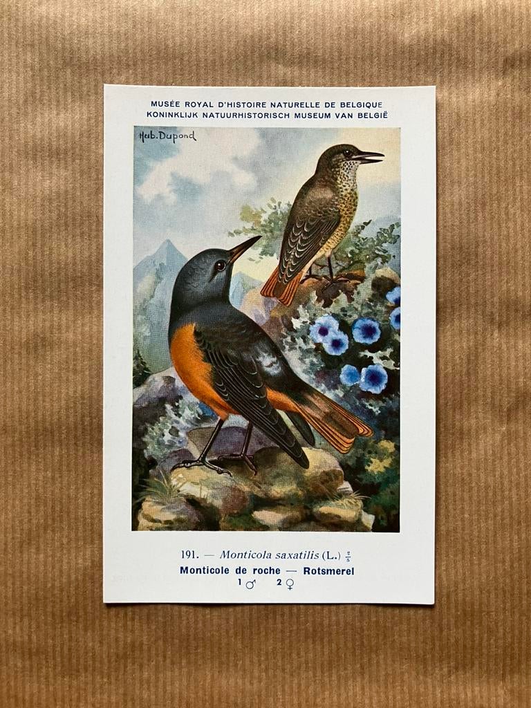 Vogels van België Nr. 191 Rotsmerel, Collections, Cartes postales | Animaux, Enlèvement ou Envoi, Non affranchie, Oiseaux