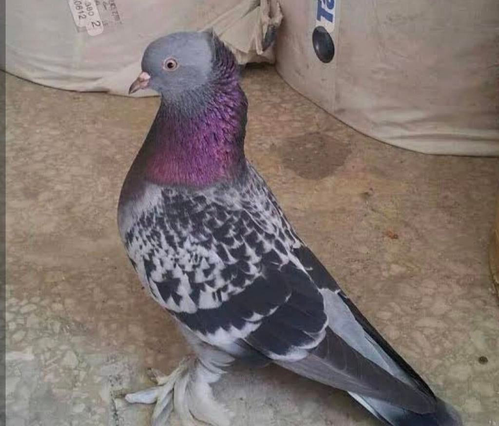 Pigeons Takla à vendre, Animaux & Accessoires, Oiseaux | Pigeons