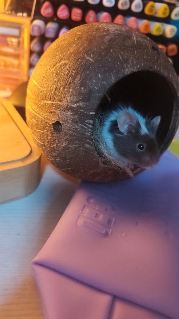 Muisje, Dieren en Toebehoren, Knaagdieren, Muis, Mannelijk, Mei, Tam