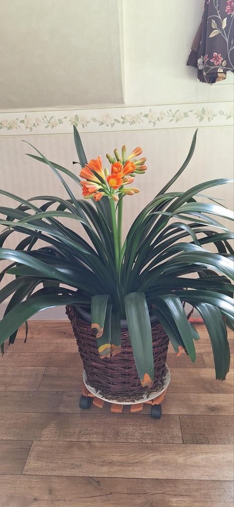 Clivia grote plant, Ophalen