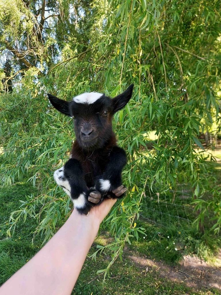 Chèvres miniature et toy, Dieren en Toebehoren, Overige Dieren, Februari, Meerdere dieren