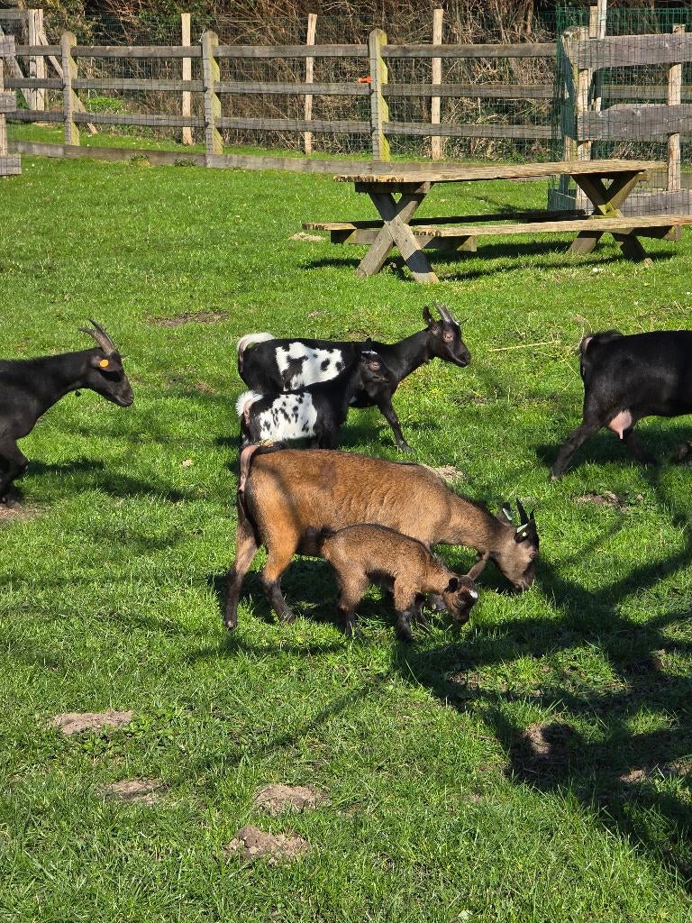 Dwerggeitjes, Dieren en Toebehoren, Schapen, Geiten en Varkens, Meerdere dieren, Geit