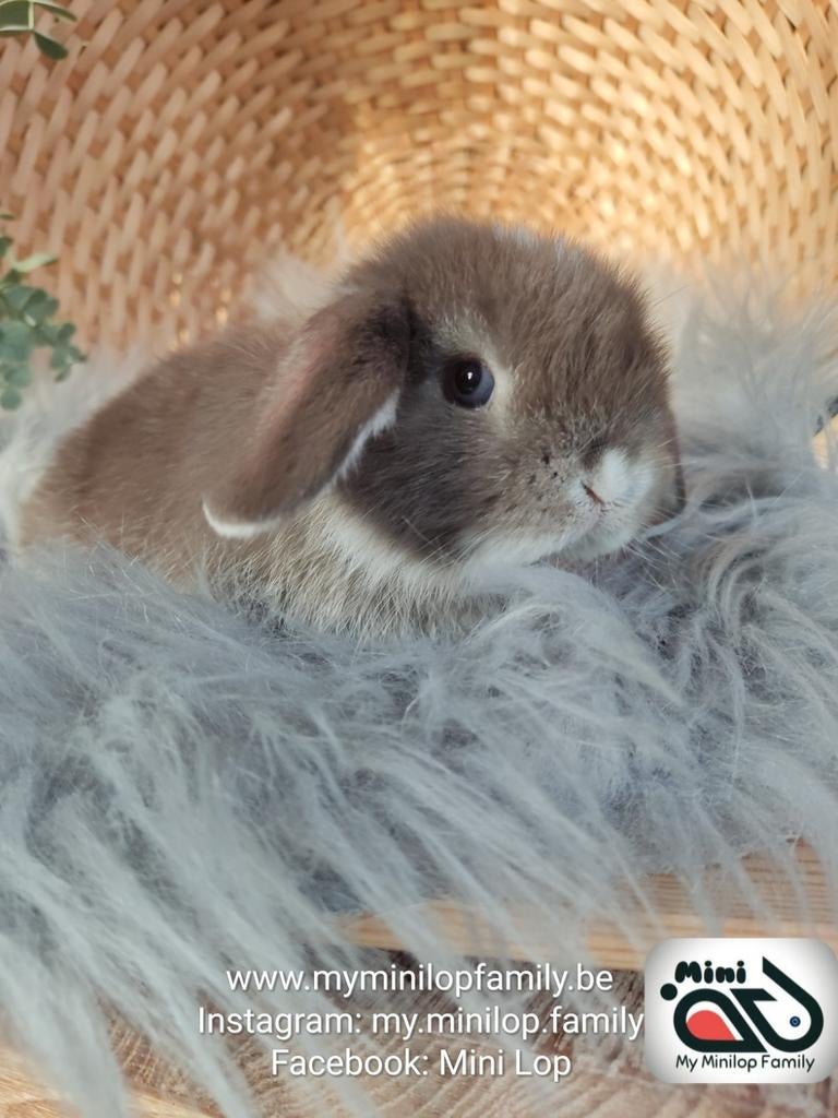 Raszuiver baby minilop konijn ram (transport mogelijk), Dieren en Toebehoren, Konijnen, Mannelijk, Dwerg, Hangoor, 0 tot 2 jaar