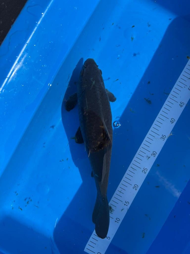 Lakzwarte koi te koop., Dieren en Toebehoren, Vissen | Vijvervissen