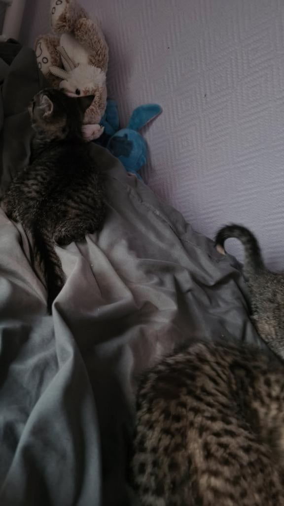 Dieren opvang, Enlèvement, Chiens