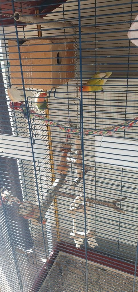 Koppel ficheries met voliere, Dieren en Toebehoren