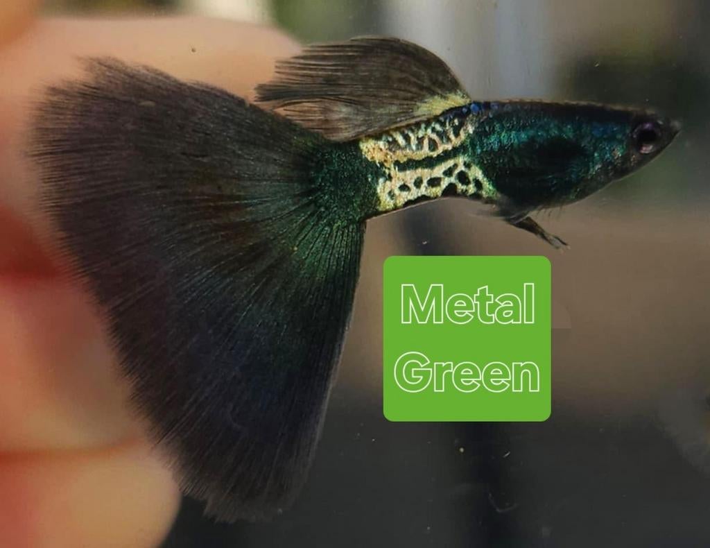 Raszuiver guppen, Dieren en Toebehoren, Ophalen of Verzenden