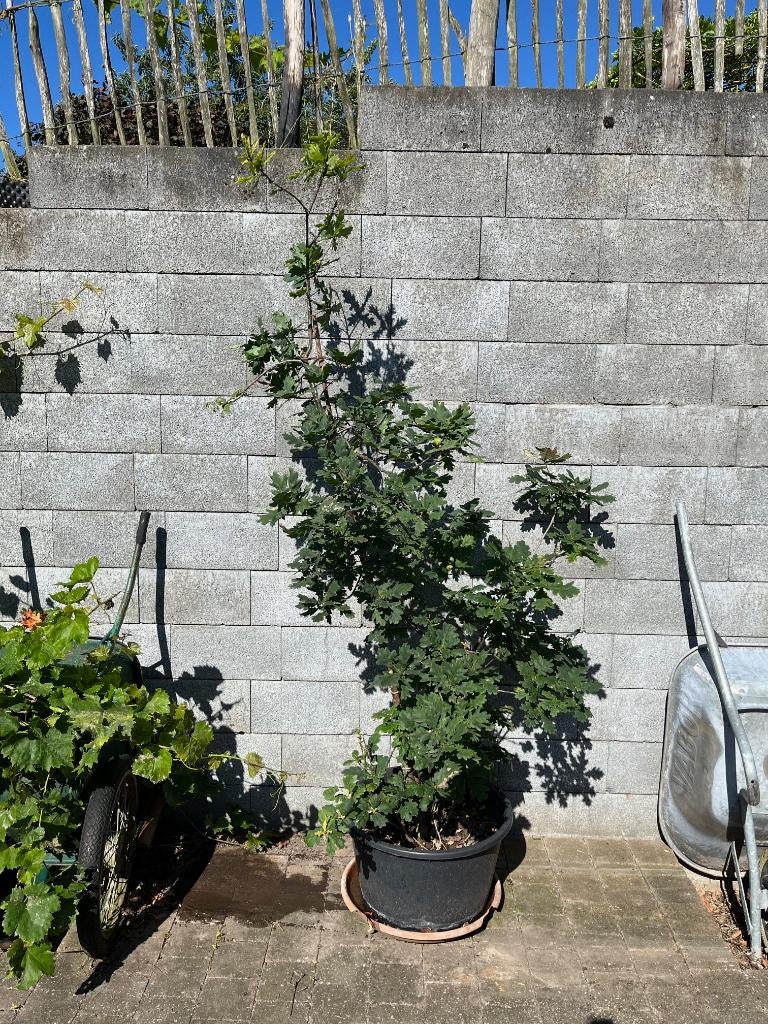 eikenboom / wintereik / eik in pot, Tuin en Terras, Ophalen, In pot