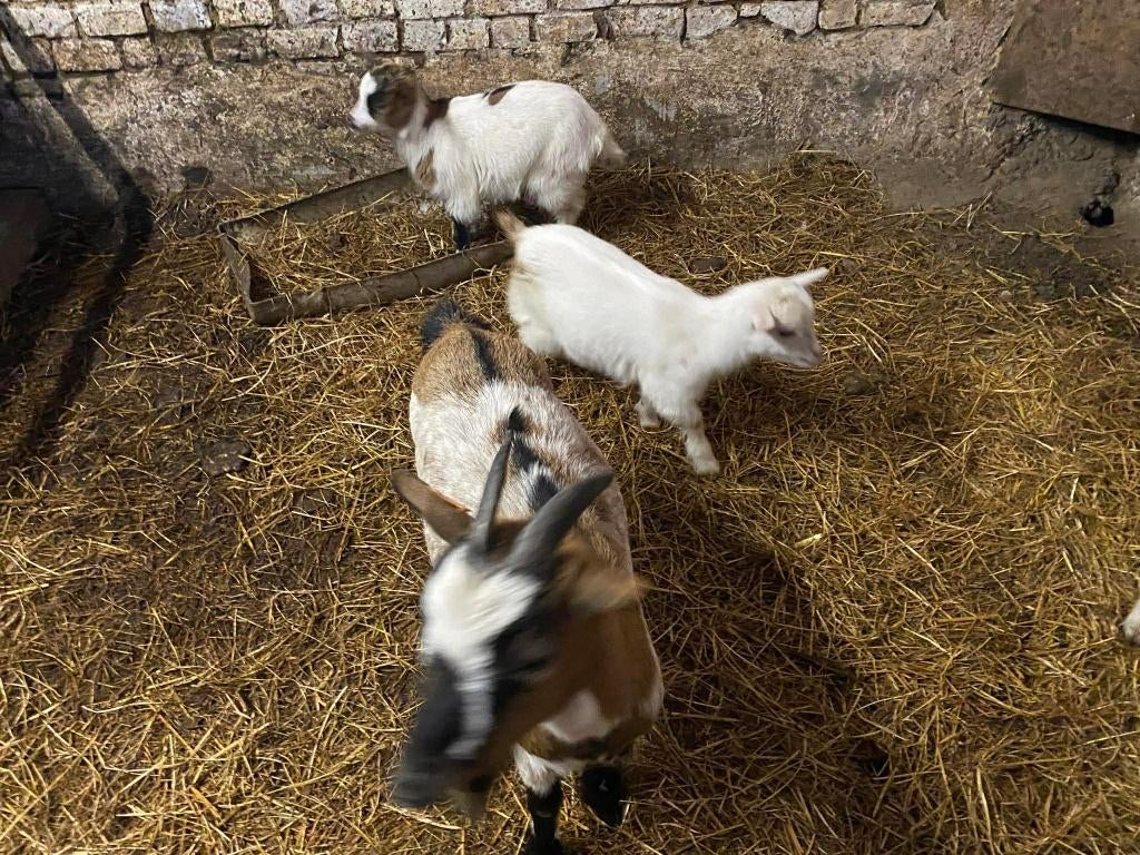 dwergeitjes, Dieren en Toebehoren, Schapen, Geiten en Varkens, Meerdere dieren, Geit, 0 tot 2 jaar