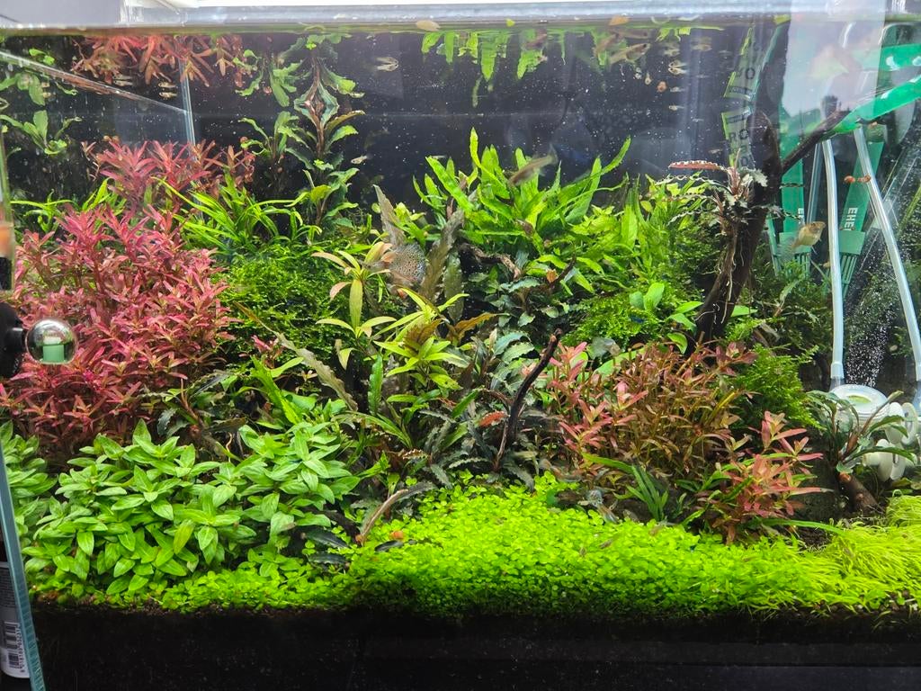 Aquarium planten, Enlèvement