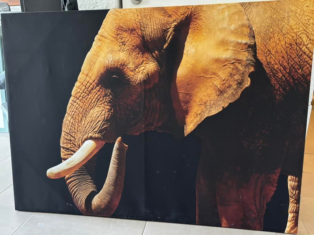 Cadre elephant sur toile, Enlèvement, Utilisé, 50 à 75 cm, Imprimé