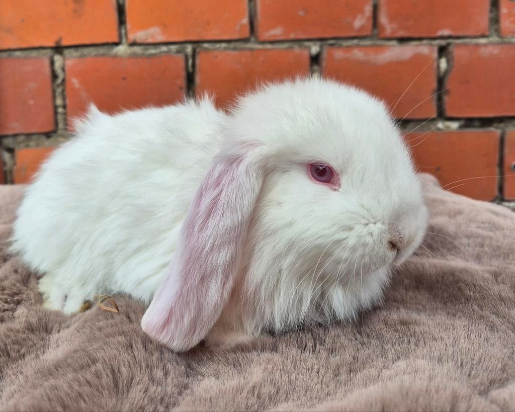 Franse hangoor ram ingeënt, Oreilles tombantes