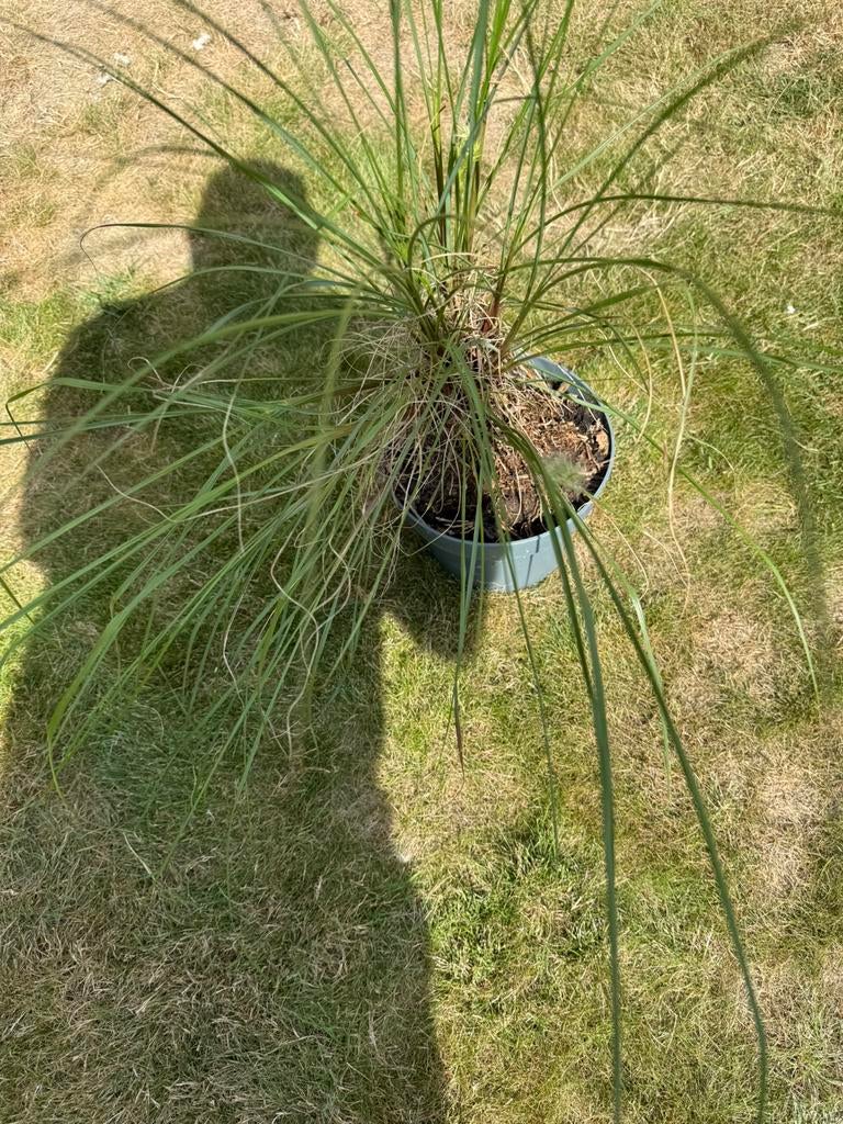 Siergras, Tuin en Terras, Planten | Tuinplanten, Ophalen