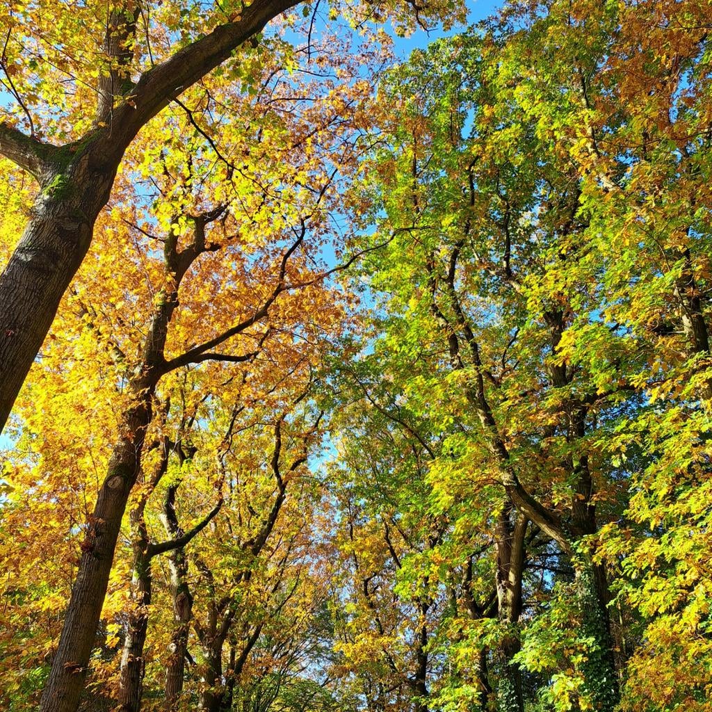 Rustige, betrouwbare huurder zoekt huisje (lange termijn)