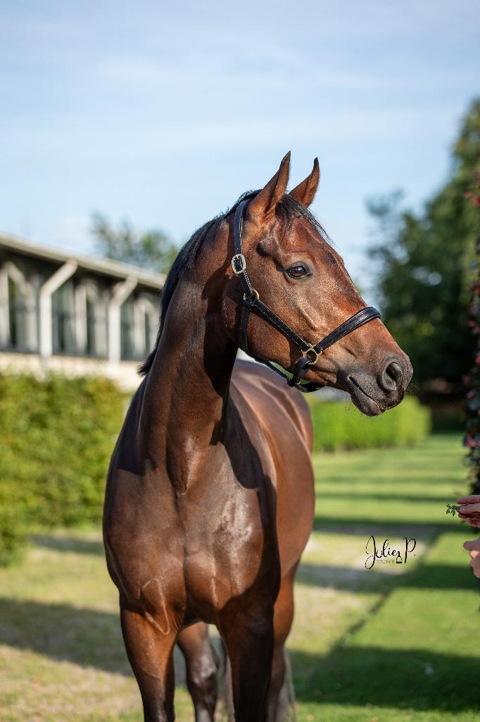 Bloedmooie dressuurmerrie, Animaux & Accessoires, Chevaux, Jument, Ne s'applique pas, 160 à 165 cm, 3 à 6 ans, Cheval de dressage