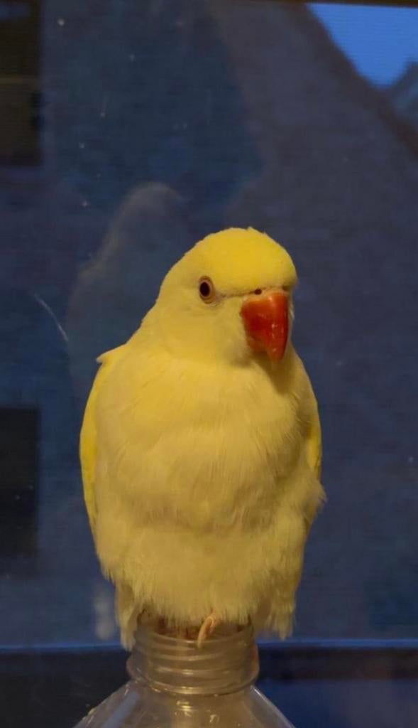 Halftamme halsbandparkieten, Dieren en Toebehoren, Vogels | Parkieten en Papegaaien, Meerdere dieren, Parkiet, Geringd