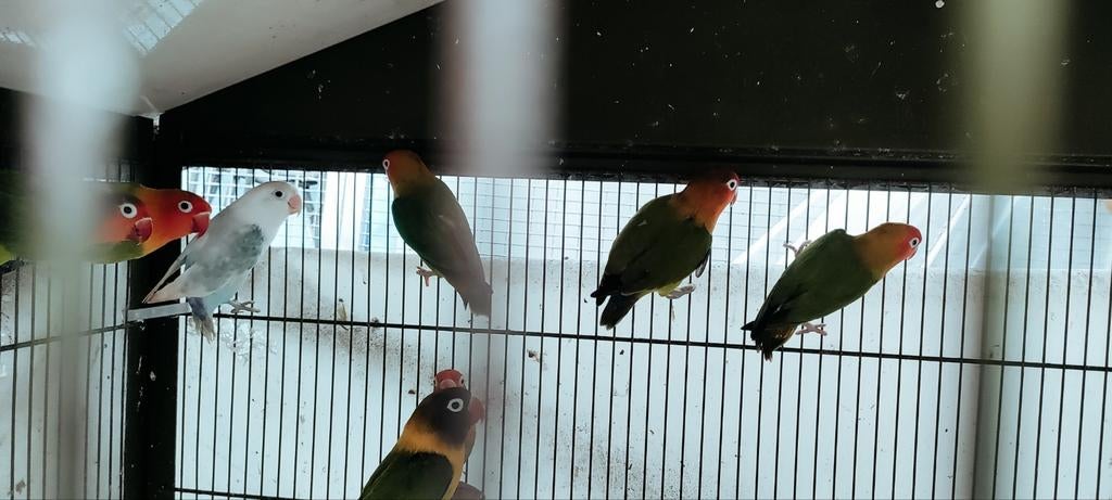 Personata s, Dieren en Toebehoren, Vogels | Parkieten en Papegaaien