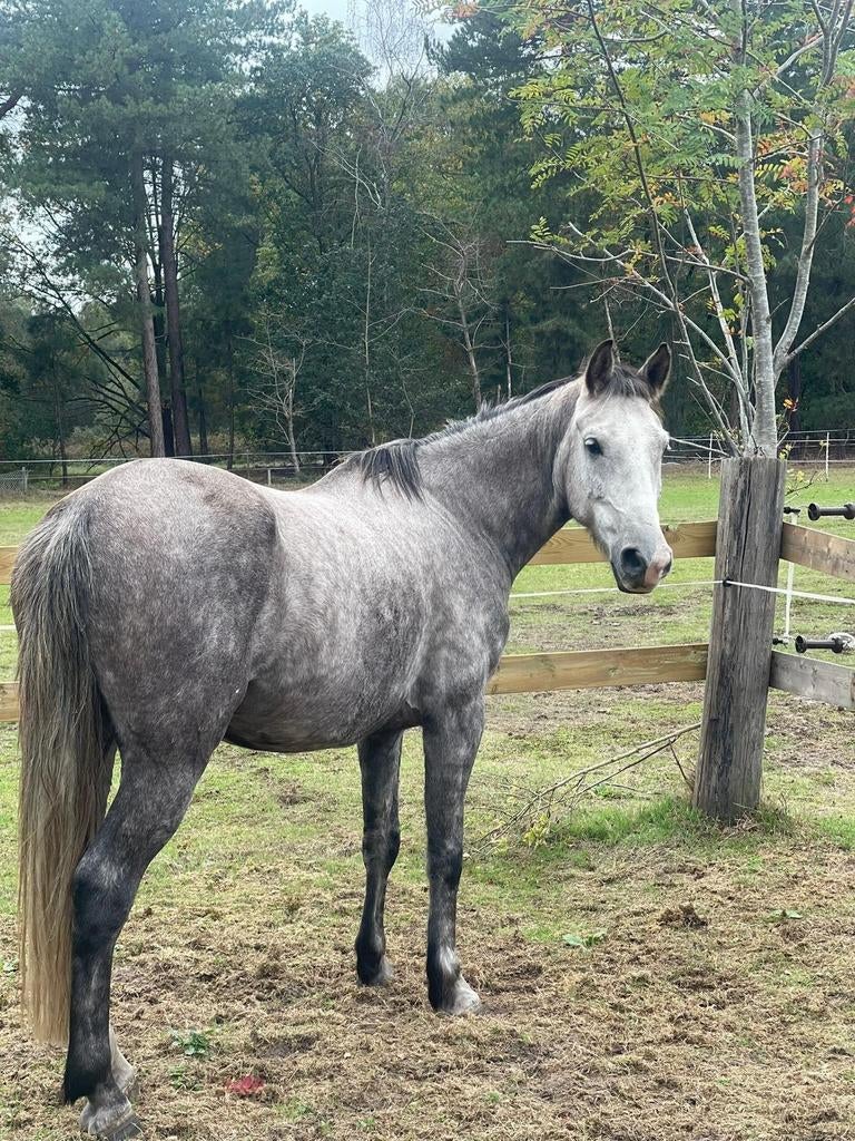 Verzorgers gevraagd / gezocht