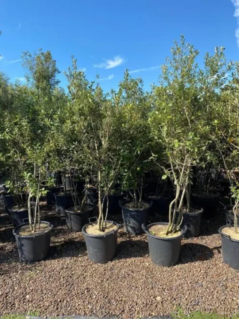 Quercus Ilex, Meerstammige Boom, Tuin en Terras, Planten | Bomen, Ophalen
