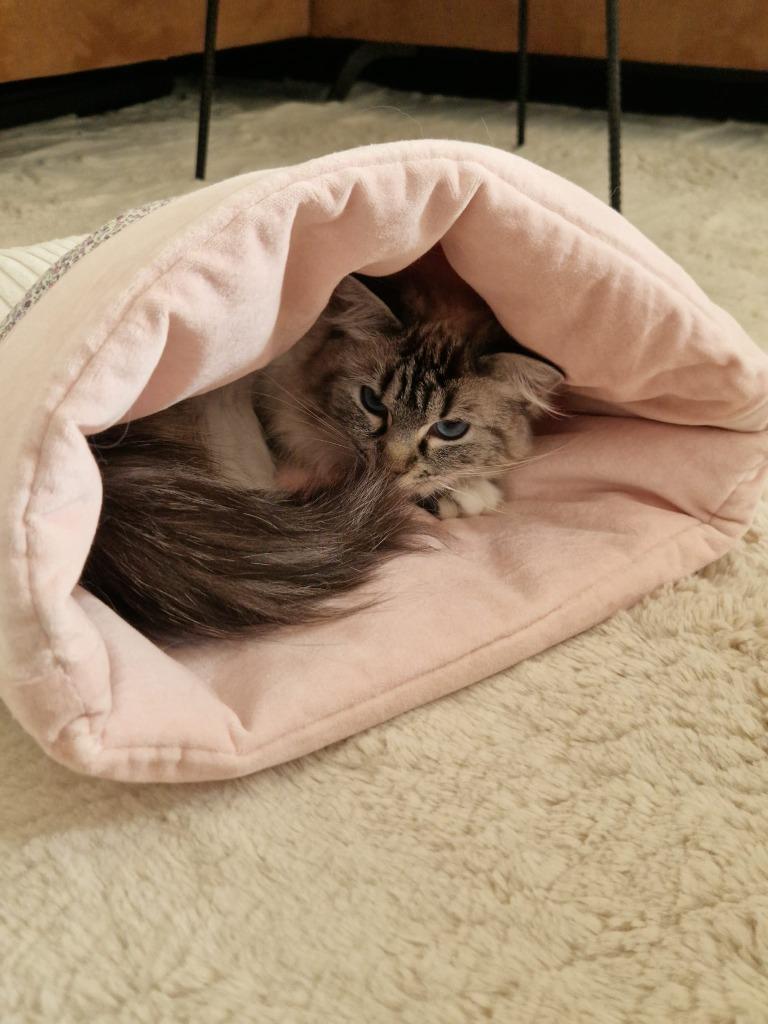 Katten luxe slaapzak, Animaux & Accessoires, Paniers pour chats, Comme neuf, Autre, Enlèvement ou Envoi