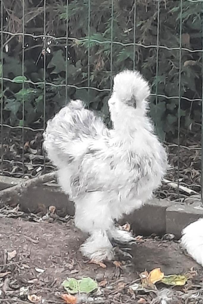 Zijdehoen, Dieren en Toebehoren, Pluimvee, Meerdere dieren, Kip