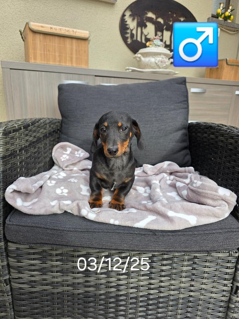 mooie korthaar teckel pups, Dieren en Toebehoren, Honden | Teckels en Dashonden, België, 15 weken tot 1 jaar, Reu, Korthaar