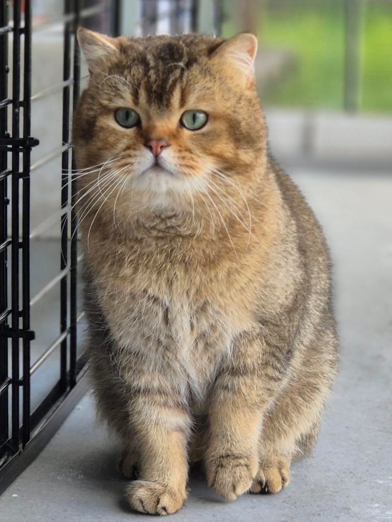 Dekkater britse korthaar(NIET TE KOOP), 3 tot 5 jaar