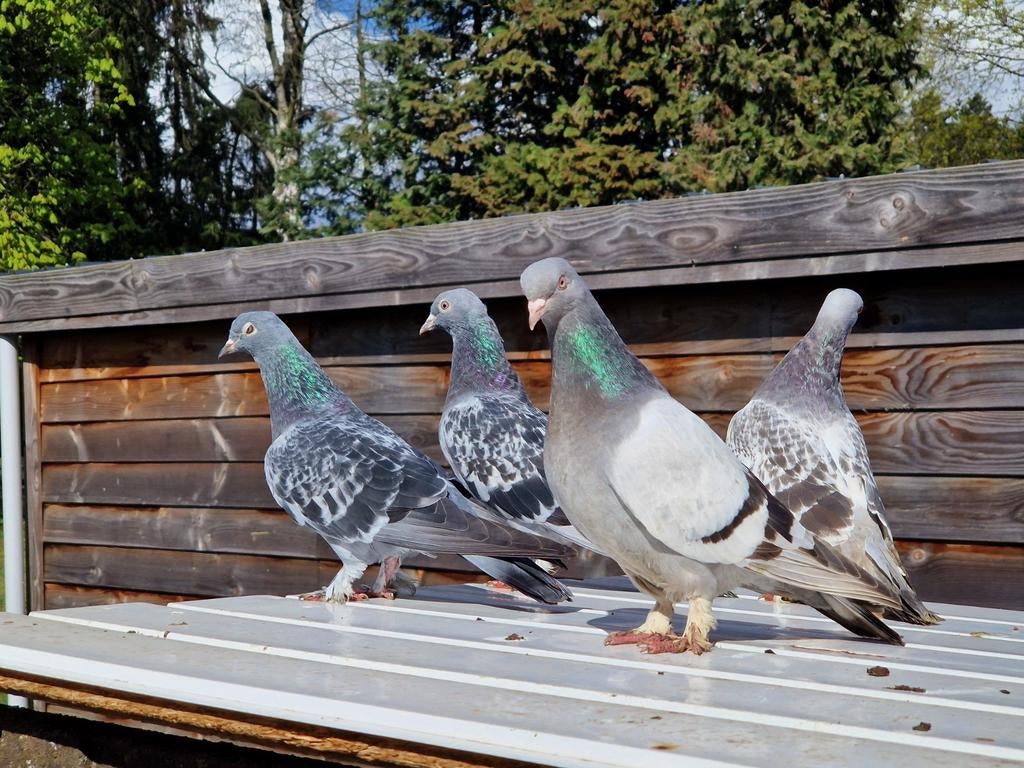 Divers pigeons takla à vendre, Animaux & Accessoires, Oiseaux | Pigeons