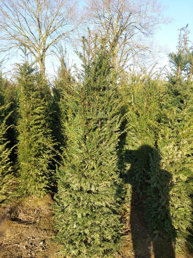 PROMOTIE Taxus bacata 180-200 Oisterwijk, Tuin en Terras, Planten | Struiken en Hagen, Ophalen of Verzenden, Taxus, Haag