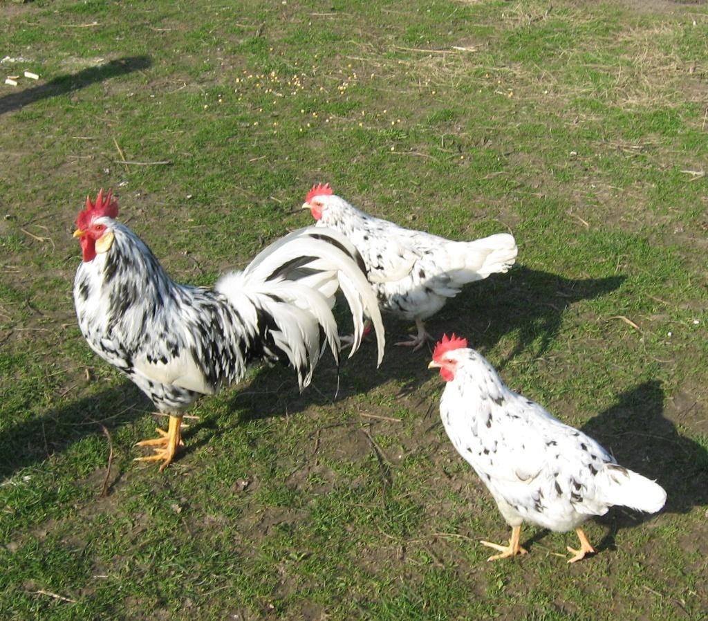 Broedeieren van bonte leghorn, Dieren en Toebehoren, Pluimvee