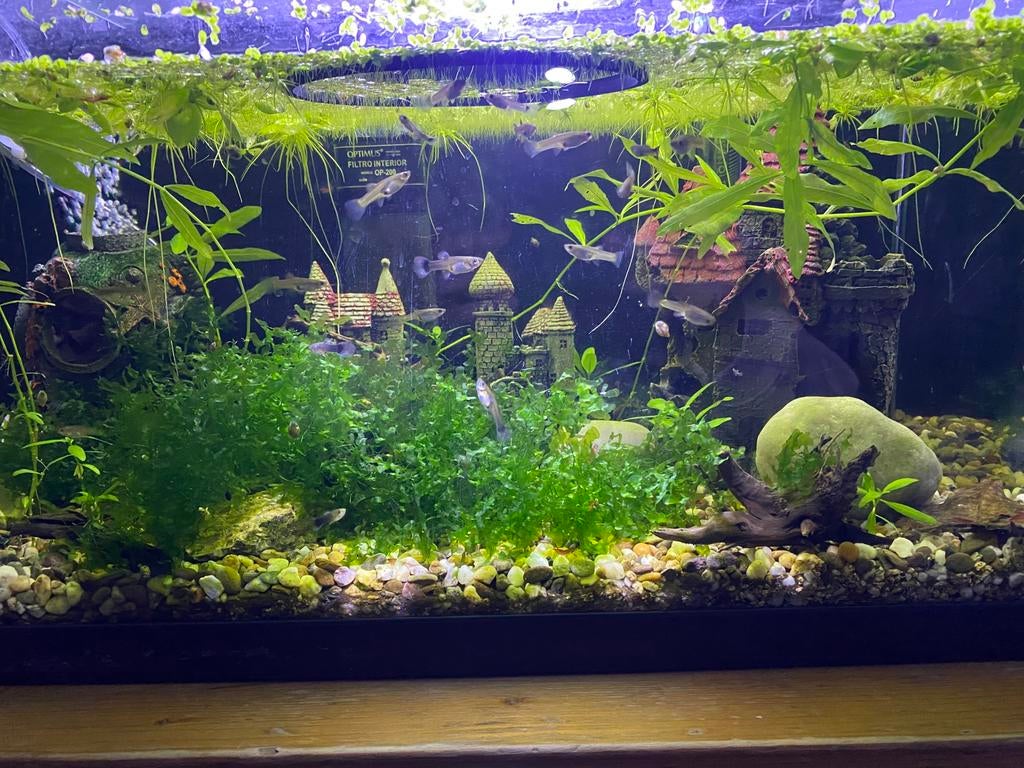 Gezonde Guppy’s, Dieren en Toebehoren, Vissen | Aquaria en Toebehoren, Ophalen, Nieuw