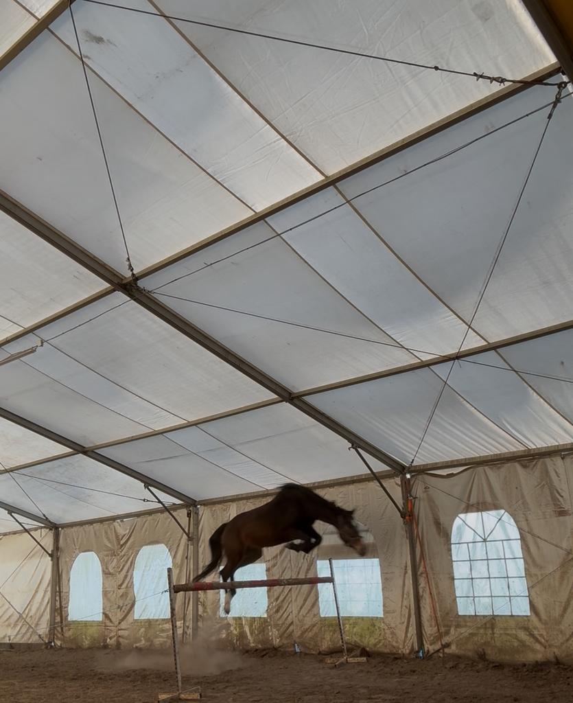 Te koop ULANA B, Dieren en Toebehoren, Paarden, Merrie, ZZ, Springpaard, Met stamboom