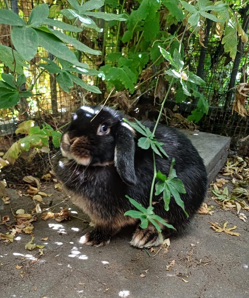 Nederlandse dwerghangoor duo te koop, Dieren en Toebehoren, Konijnen, Vrouwelijk, Klein, Hangoor, 0 tot 2 jaar