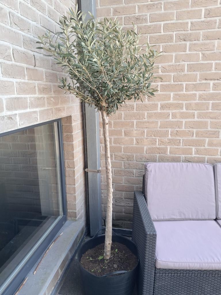 Olijfboom, Tuin en Terras, Planten | Bomen, Ophalen