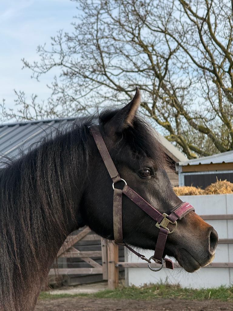 Prachtige Arabische volbloed ruin, Dieren en Toebehoren, Paarden, Minder dan 160 cm, Met stamboom, Ruin, 0 tot 2 jaar