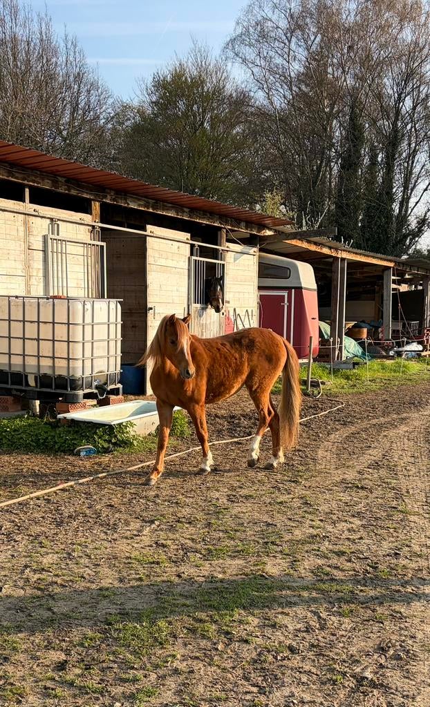 Welsh sectie B Merrie te koop, Animaux & Accessoires, Chevaux, Jument, B, 0 à 2 ans, Avec pedigree, Avec puce électronique, Vermifugé