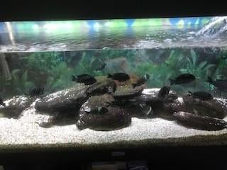 tropheus duboisi, Animaux & Accessoires