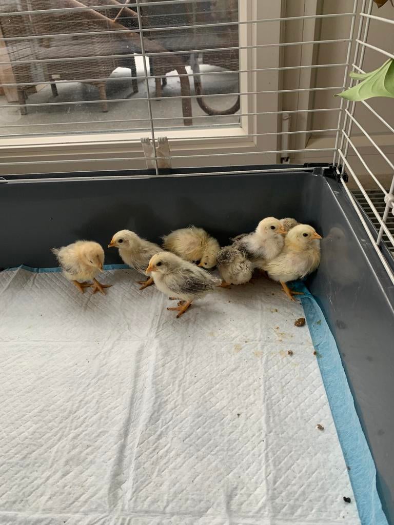 Poussins en plumes de soie de race pure Serama 18 x, Animaux & Accessoires, Sexe inconnu, Poule ou poulet