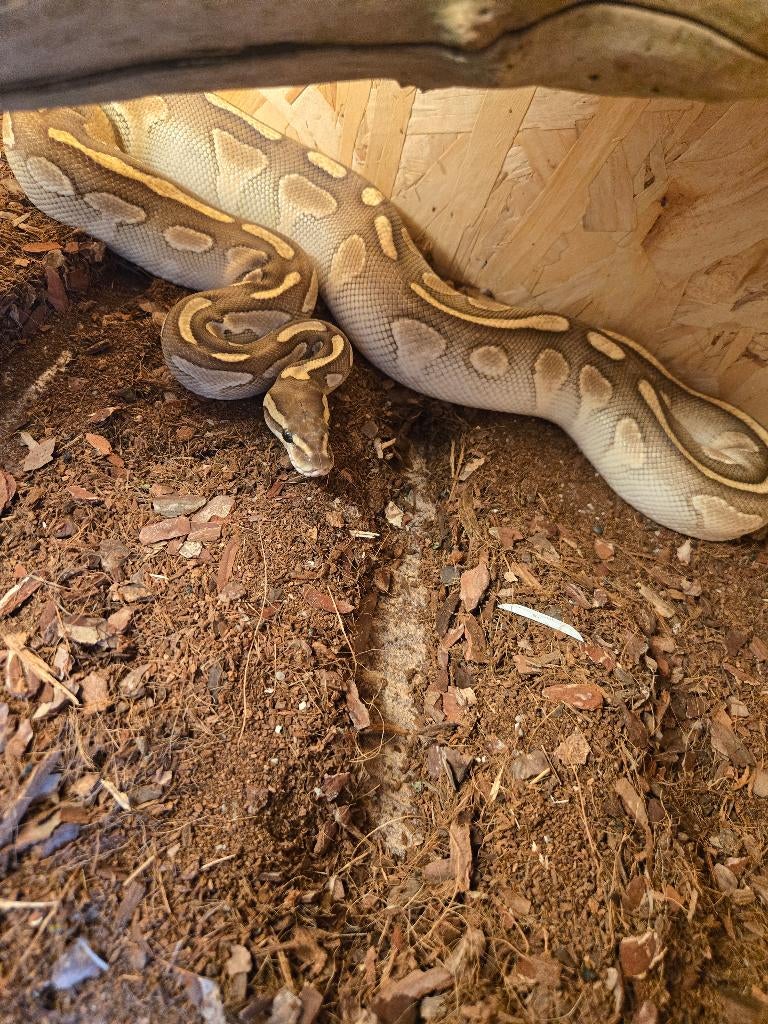 Lesser pastel (kweekvrouw), Dieren en Toebehoren, Reptielen en Amfibieën, Slang, Tam, 3 tot 6 jaar