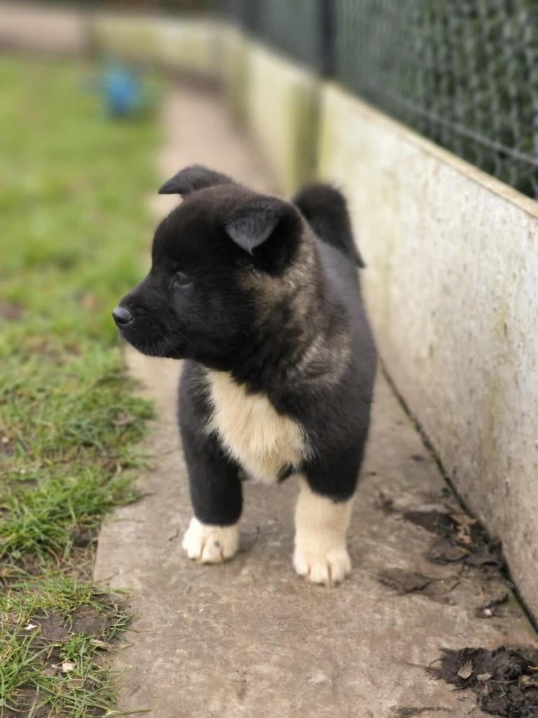 Belgische akita pups!, Parvo, België, Overige rassen, 8 tot 15 weken