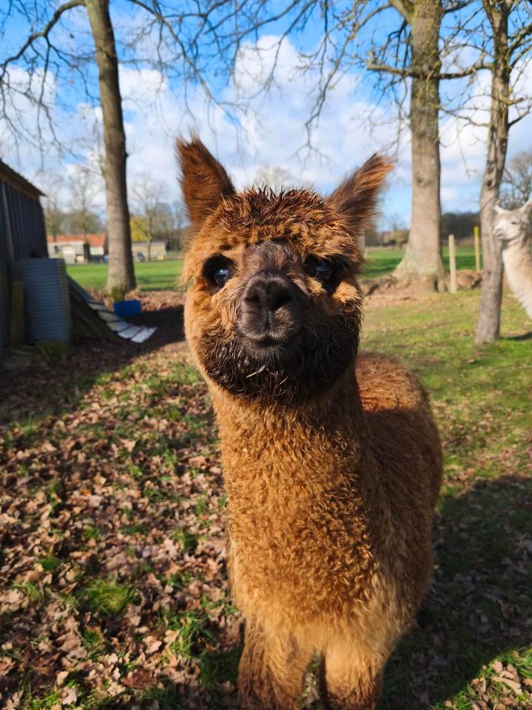 Alpaca hengstje te koop, Dieren en Toebehoren, Overige Dieren, Juli, Mannelijk